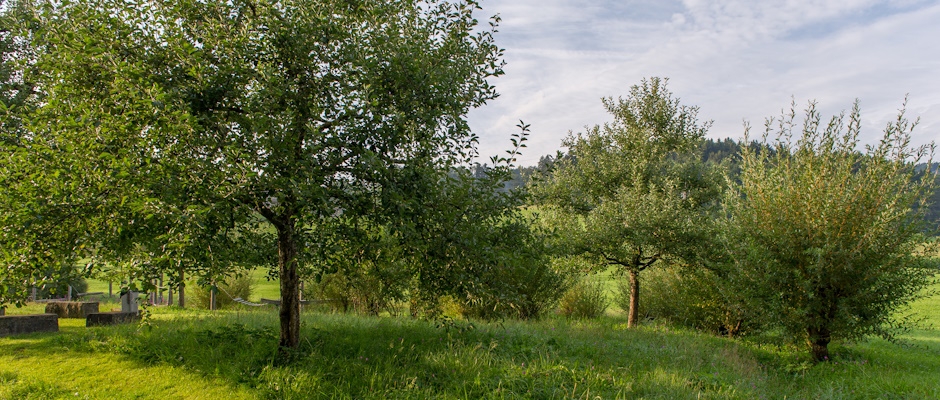 B&auml;ume und Str&auml;ucher
